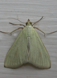 Greenish-yellow Sitochroa